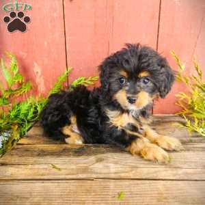 Tracy, Cavapoo Puppy
